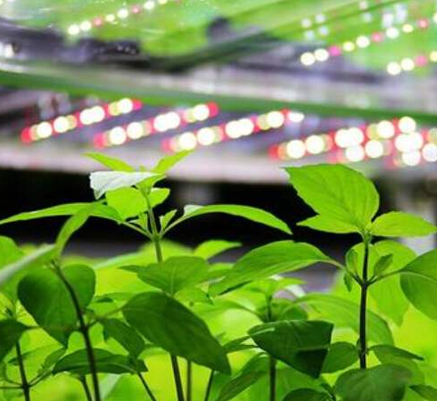 LED植物照明3個常見誤區及設計建議